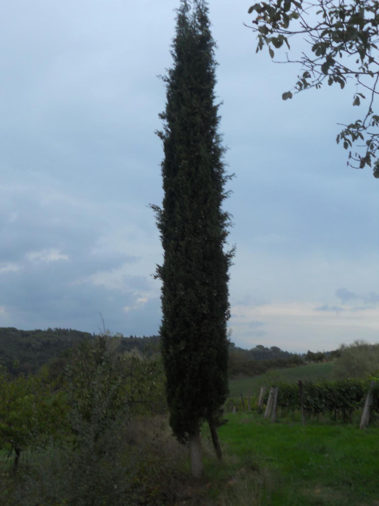 Tenuta Il Tresto Poggibonsi Εξωτερικό φωτογραφία