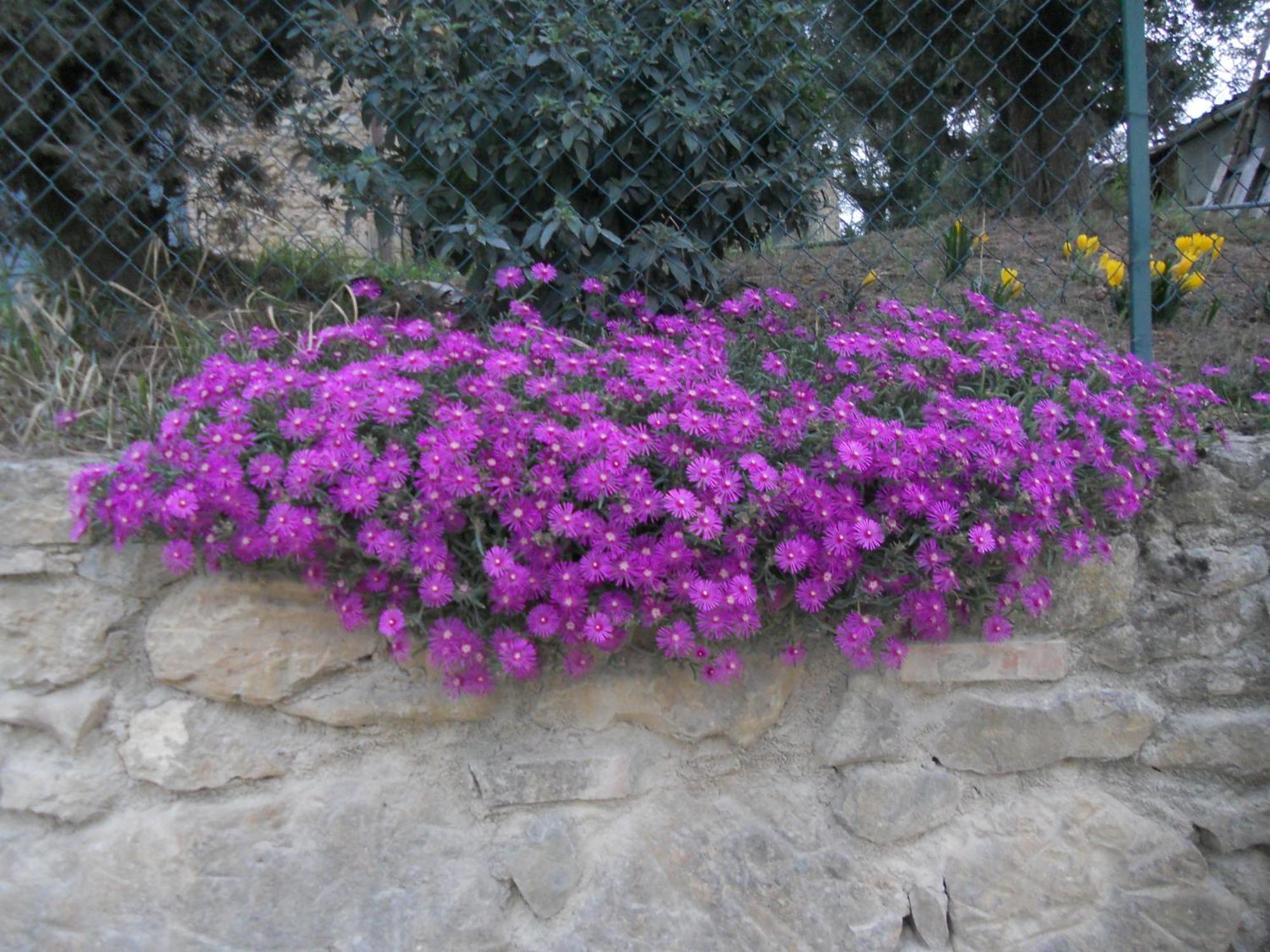 Tenuta Il Tresto Poggibonsi Εξωτερικό φωτογραφία